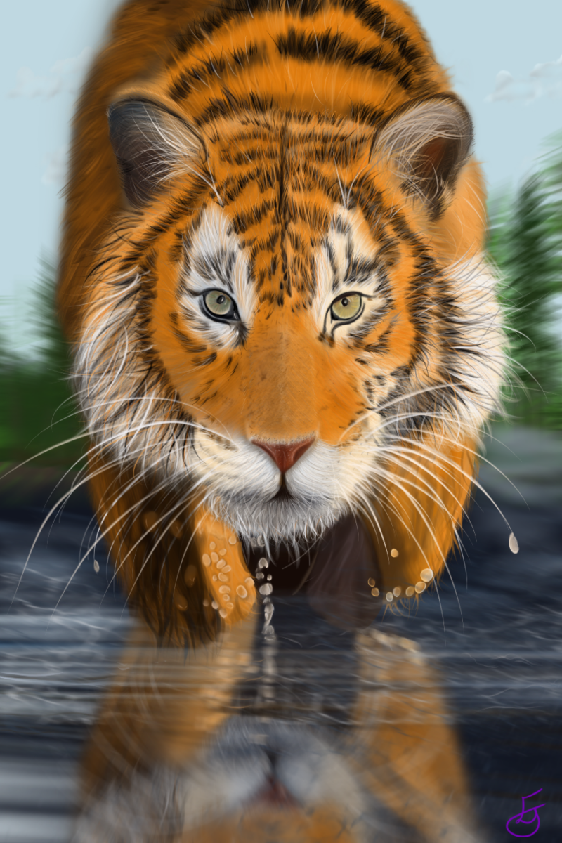 Tiger in water