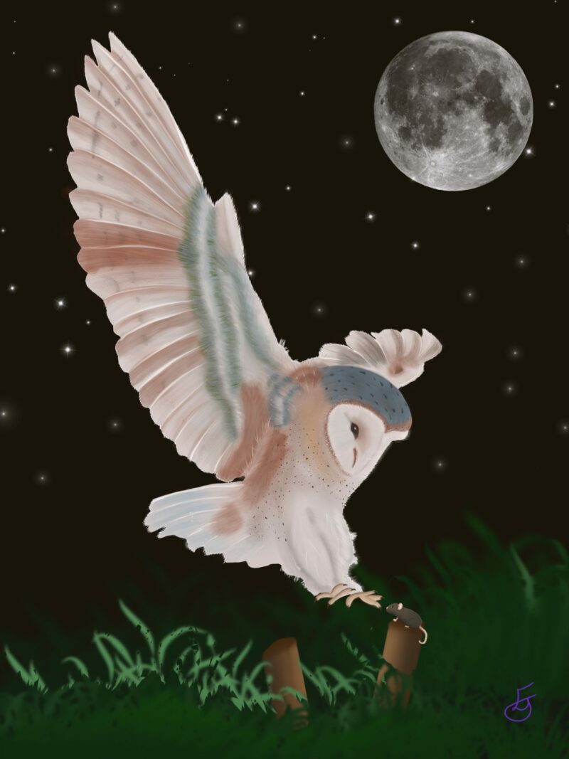 Barn owl in flight