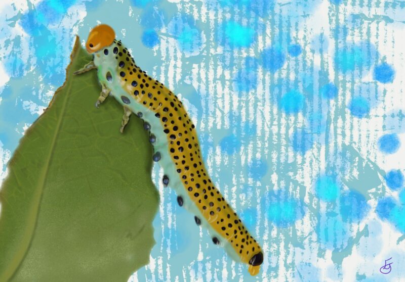 Caterpillar on leaf