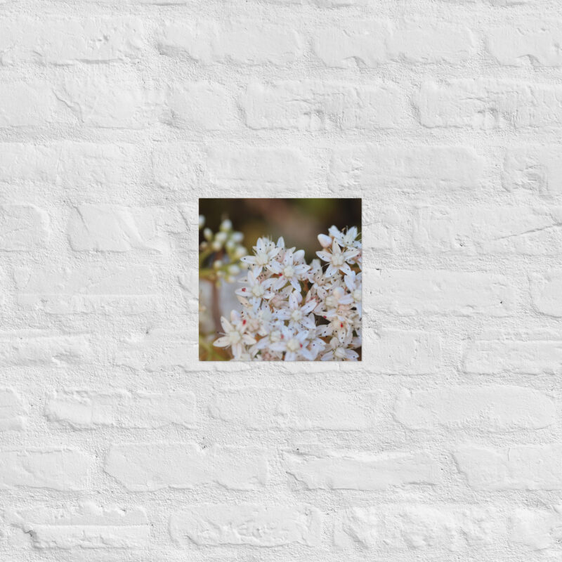 Macro White Flowers Poster - Image 4