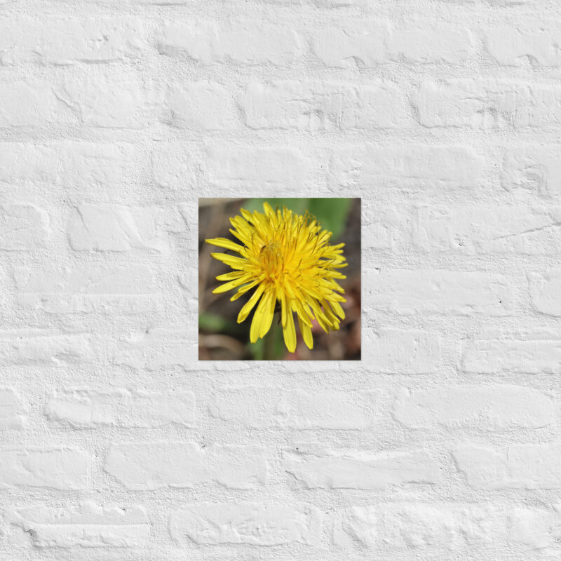 Dandelion flower Poster - Image 4