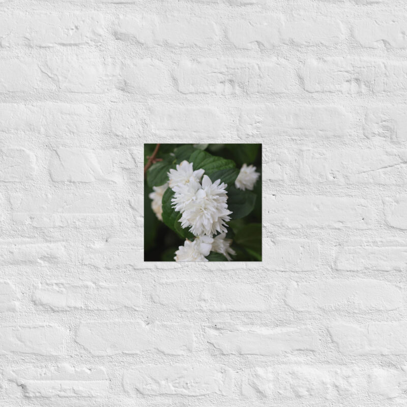 White Flower Poster - Image 3