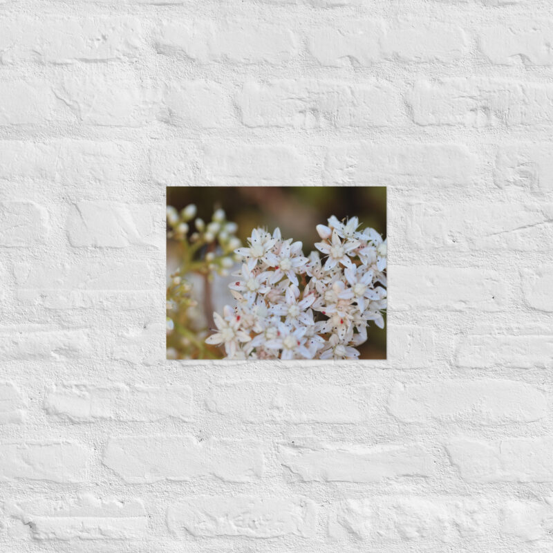 Macro White Flowers Poster - Image 5