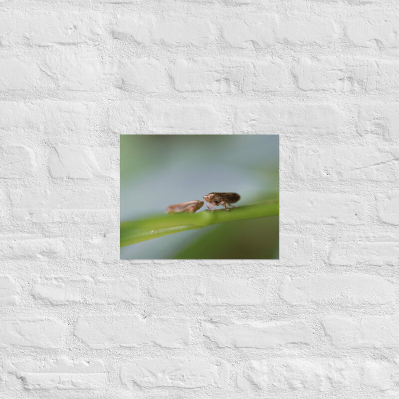 Macro Insects Poster - Image 5