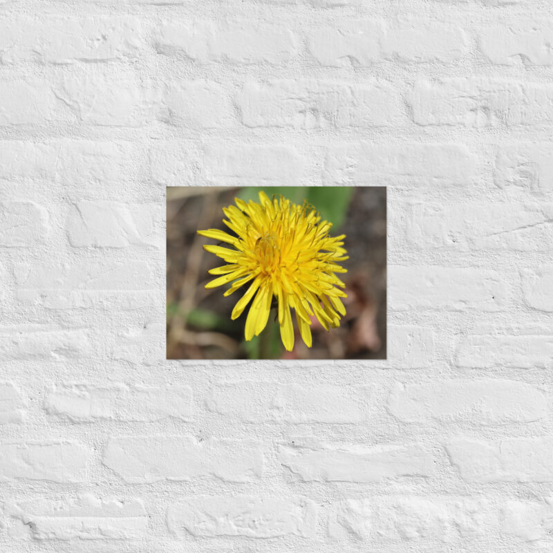 Dandelion flower Poster - Image 5