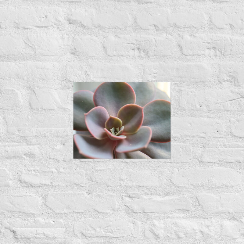 Succulant Poster - Image 4