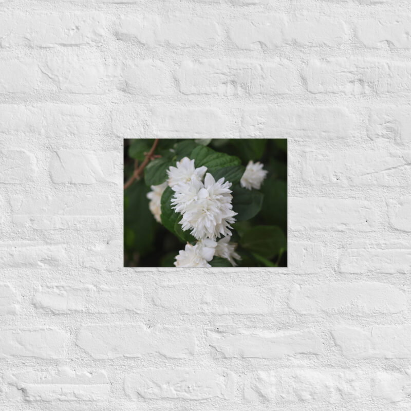 White Flower Poster - Image 4