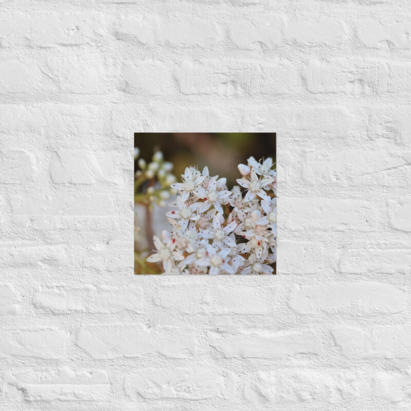 Macro White Flowers Poster - Image 6