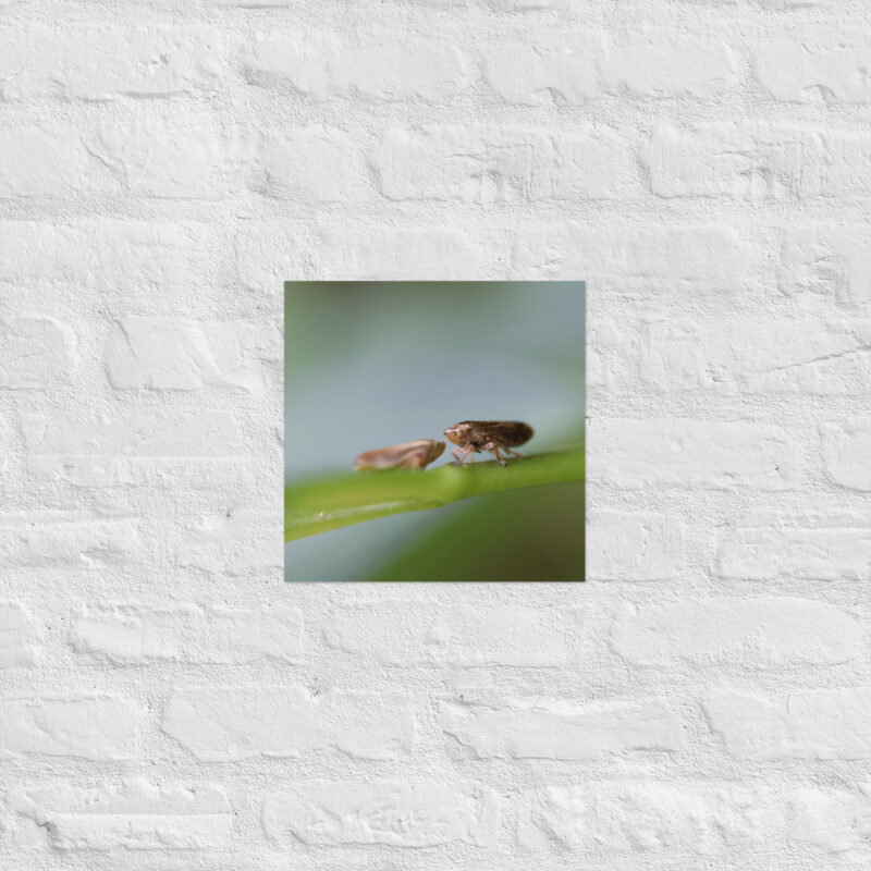 Macro Insects Poster - Image 6