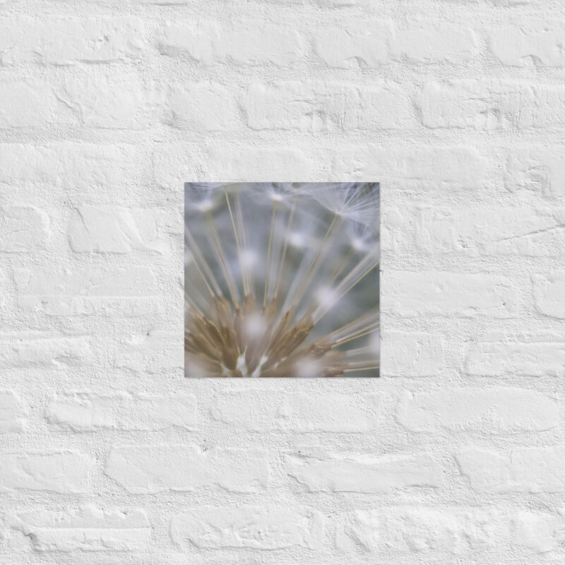 Dandelion 6 Poster - Image 6