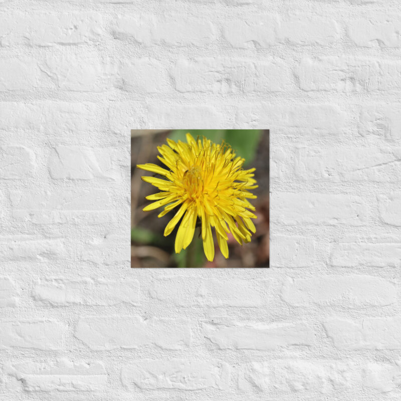 Dandelion flower Poster - Image 6