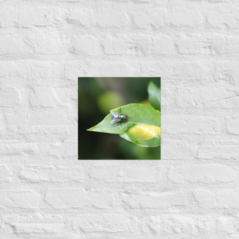 Bluebottle Fly on Leaf Poster - Image 5