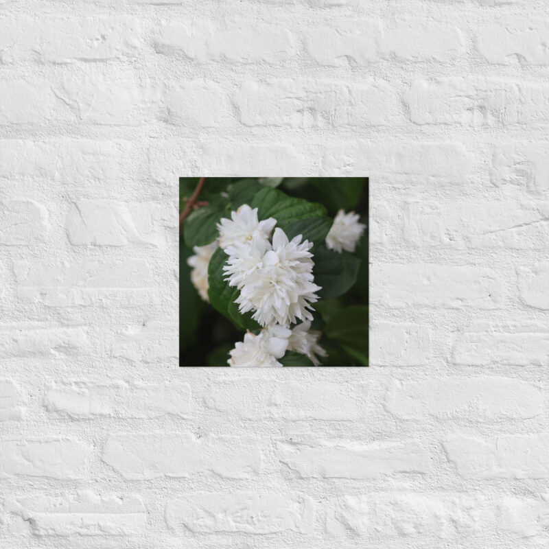 White Flower Poster - Image 5