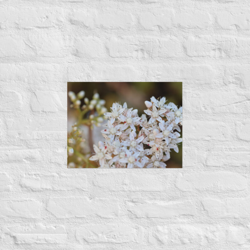 Macro White Flowers Poster - Image 7