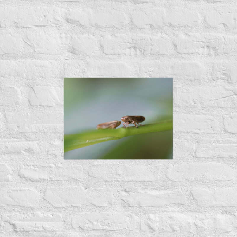 Macro Insects Poster - Image 7