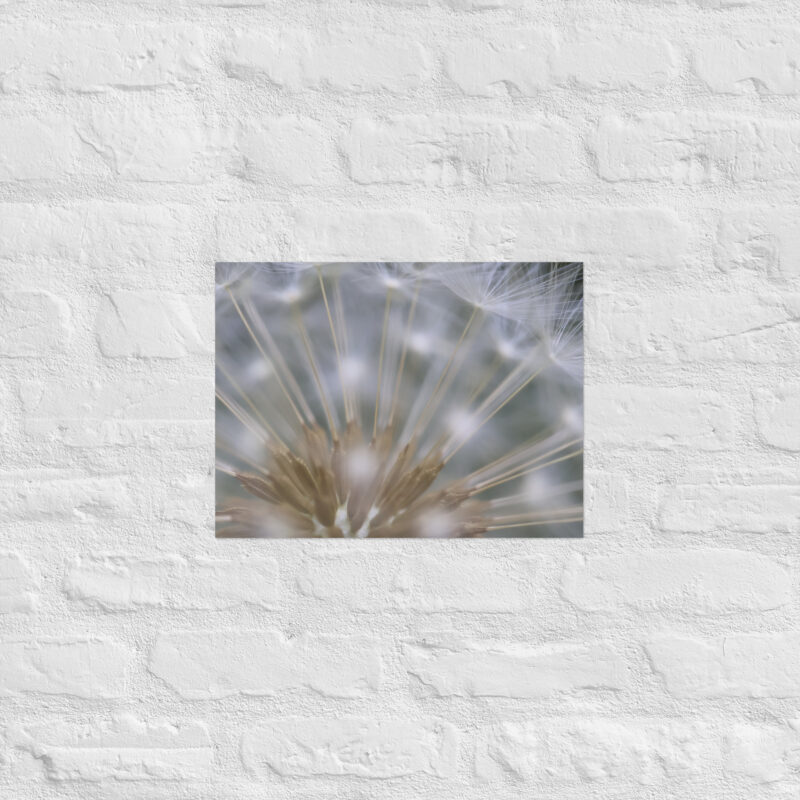 Dandelion 6 Poster - Image 7