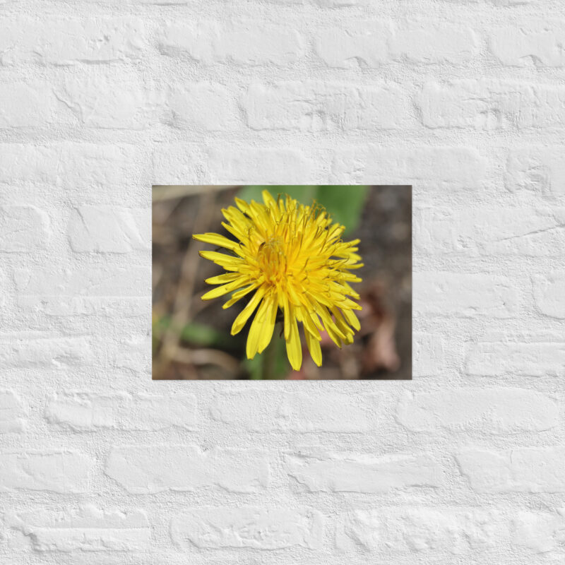 Dandelion flower Poster - Image 7