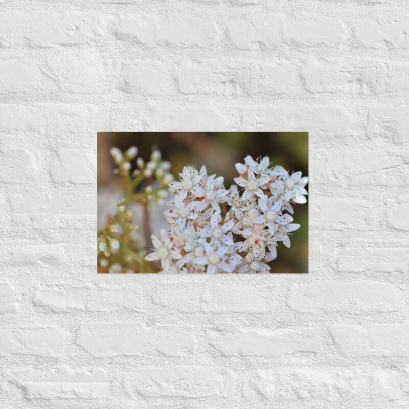 Macro White Flowers Poster - Image 8