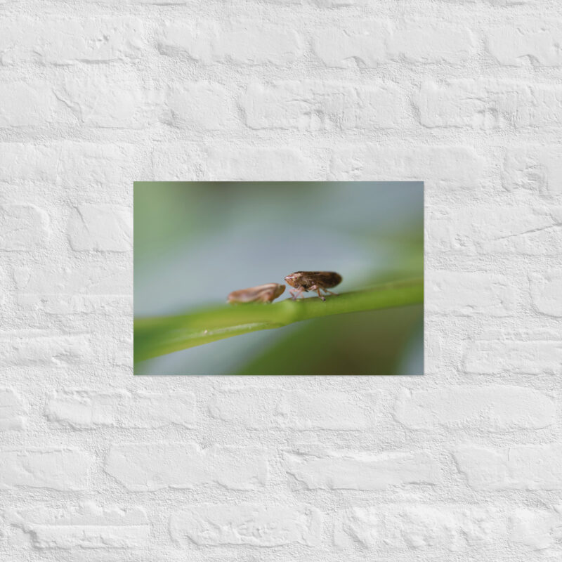 Macro Insects Poster - Image 8