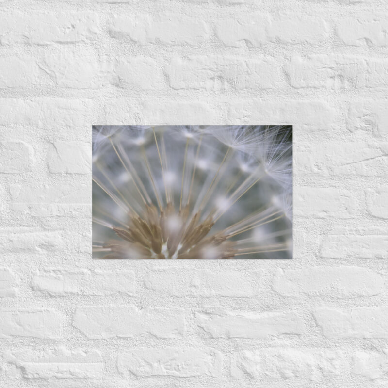 Dandelion 6 Poster - Image 8