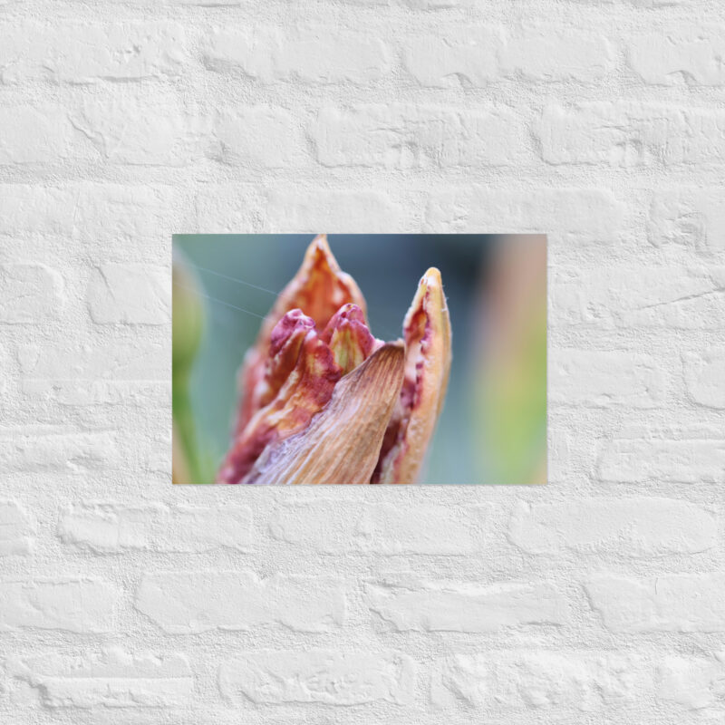 Macro Flower Bud Poster - Image 8