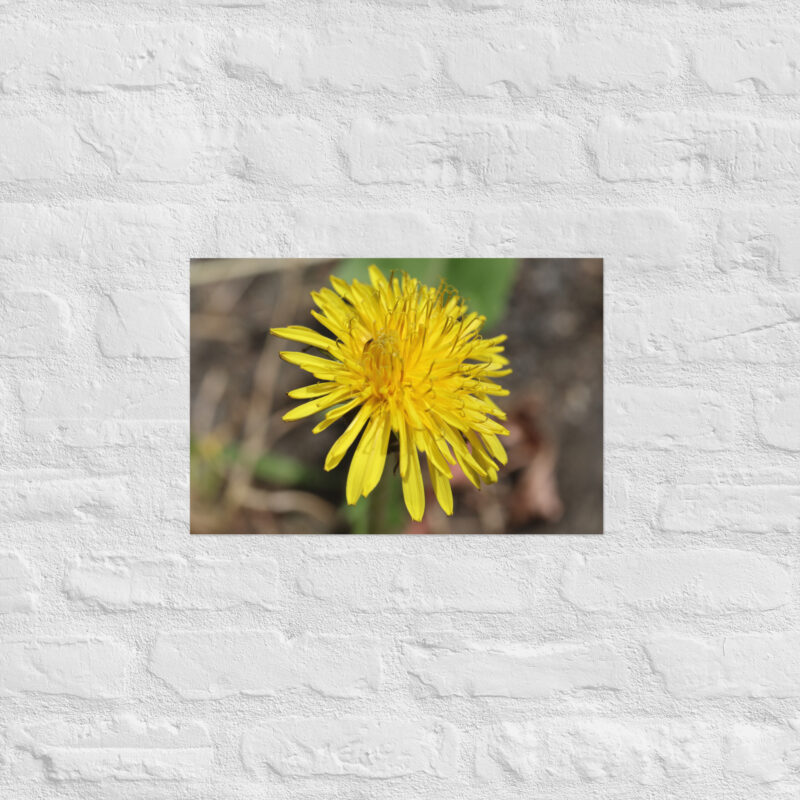 Dandelion flower Poster - Image 8