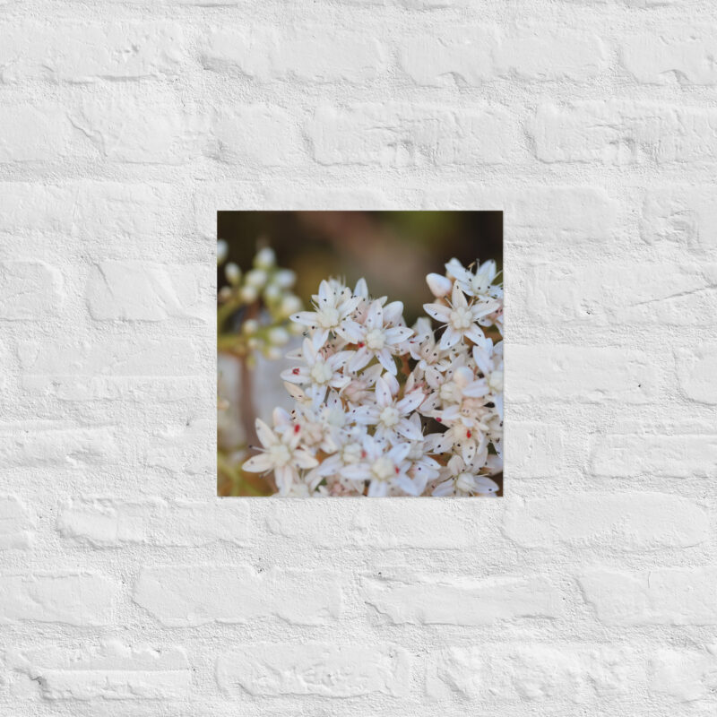 Macro White Flowers Poster - Image 9