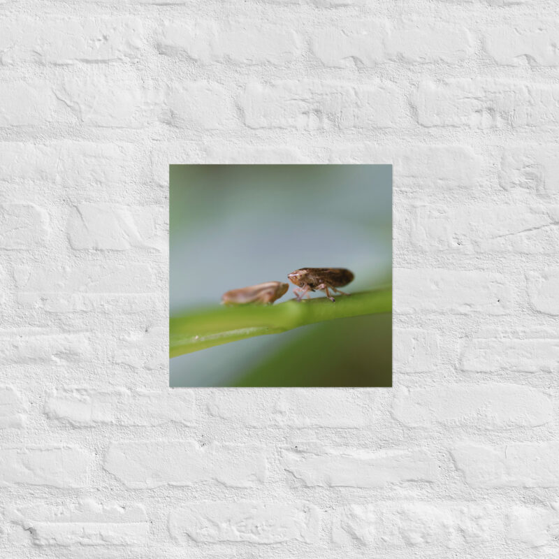 Macro Insects Poster - Image 9