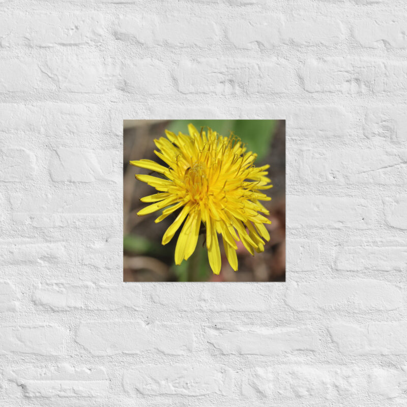 Dandelion flower Poster - Image 9