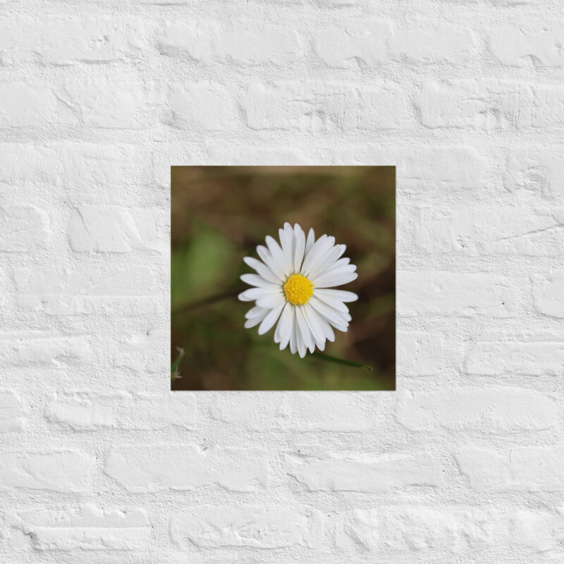 Daisy Poster - Image 9