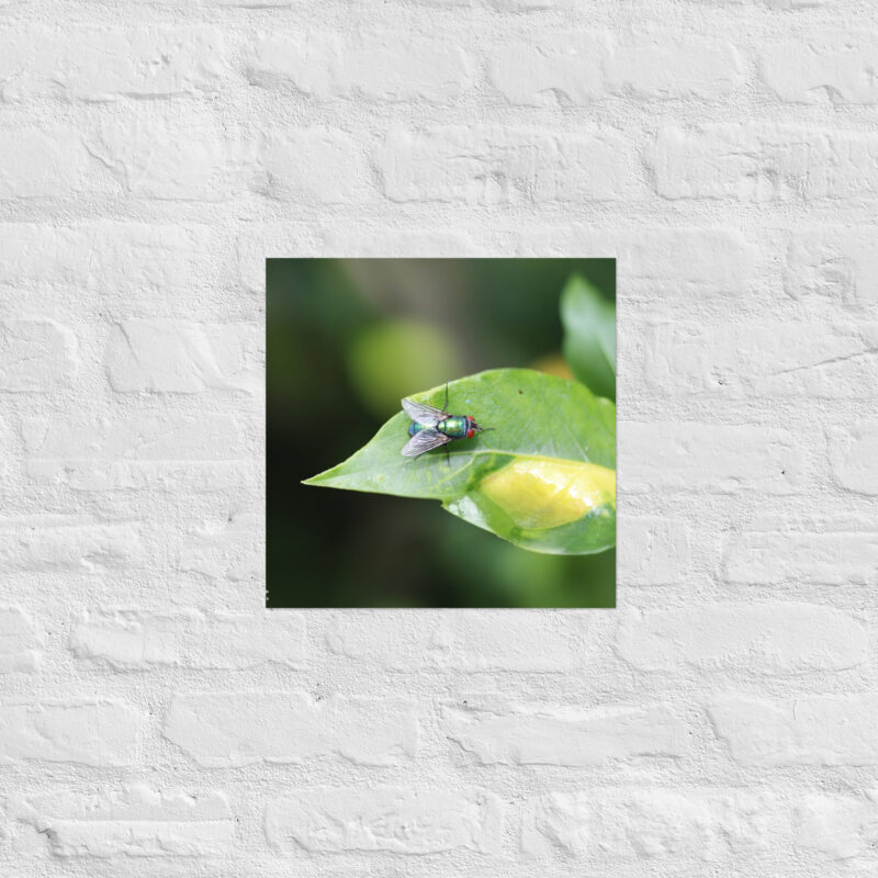 Bluebottle Fly on Leaf Poster - Image 6