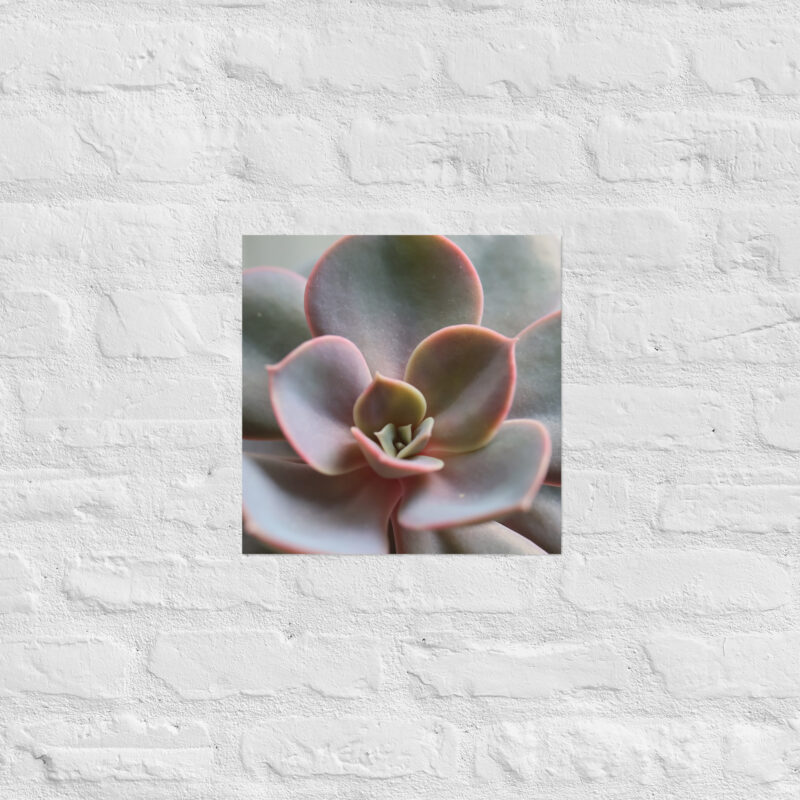 Succulant Poster