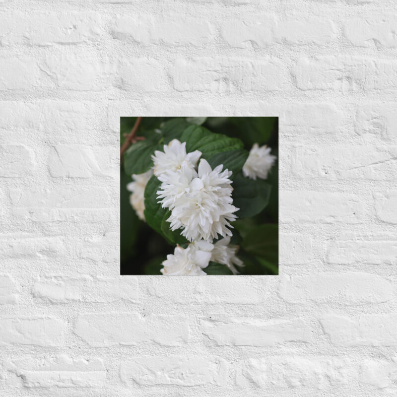 White Flower Poster - Image 6