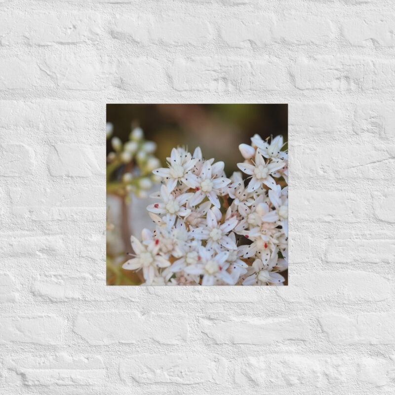 Macro White Flowers Poster - Image 10