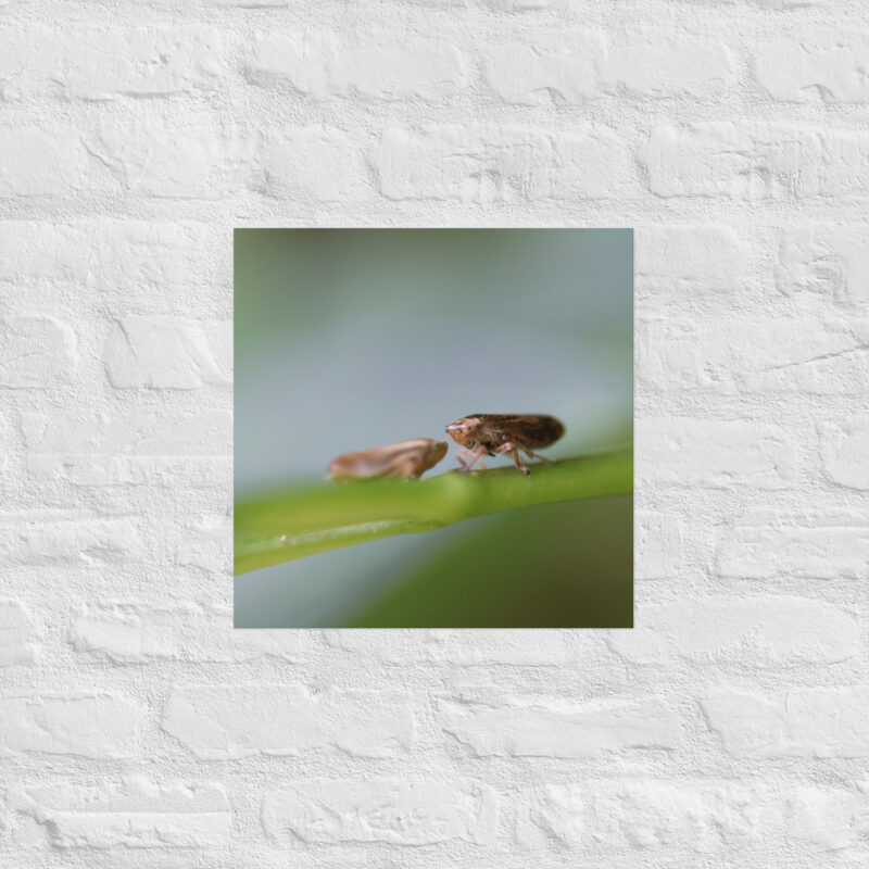 Macro Insects Poster - Image 10