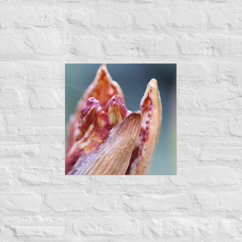 Macro Flower Bud Poster - Image 10