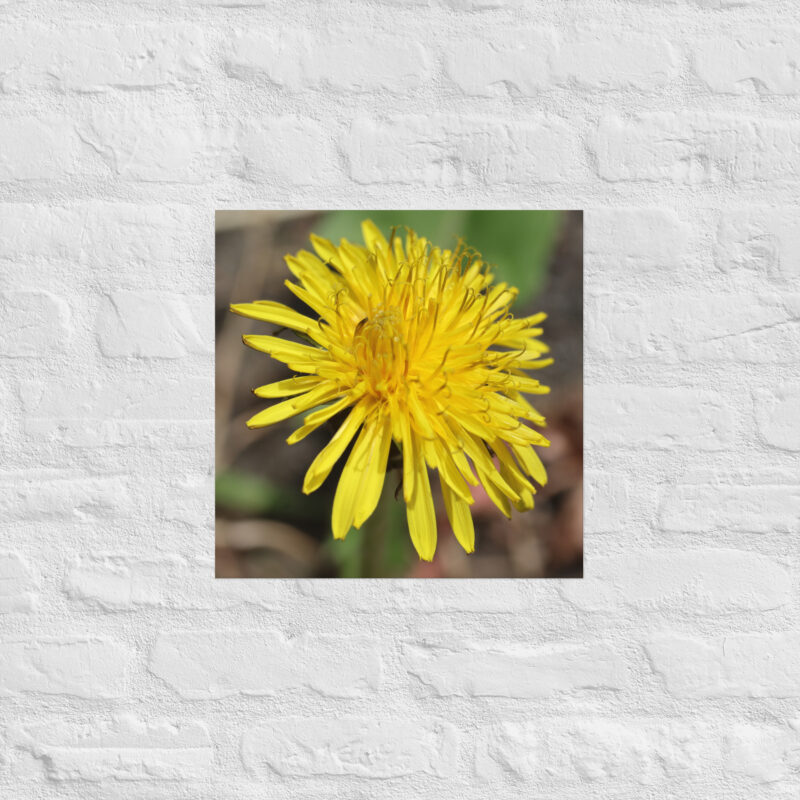 Dandelion flower Poster - Image 10