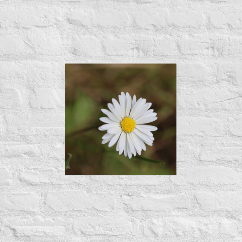 Daisy Poster - Image 10