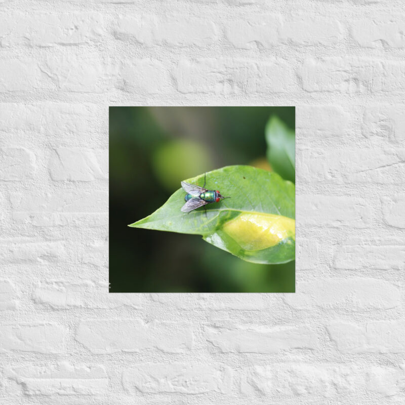 Bluebottle Fly on Leaf Poster - Image 7