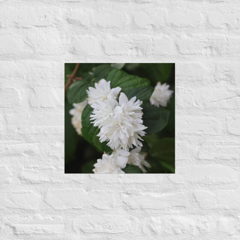 White Flower Poster - Image 7