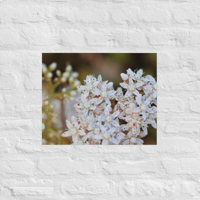 Macro White Flowers Poster - Image 11