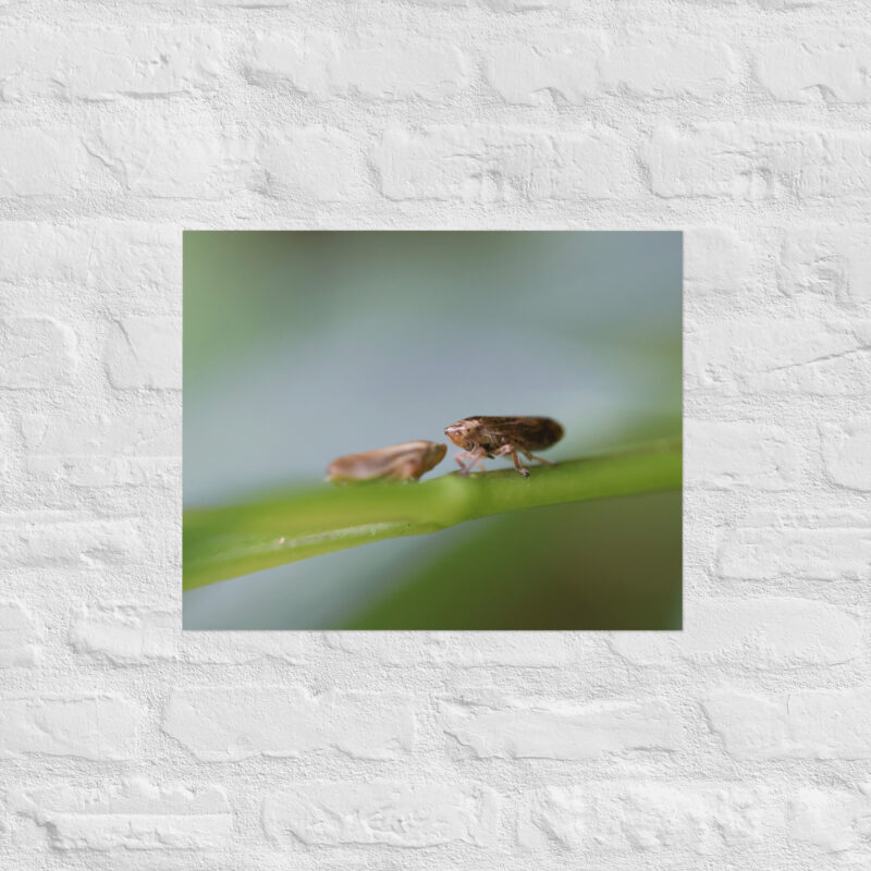 Macro Insects Poster - Image 11