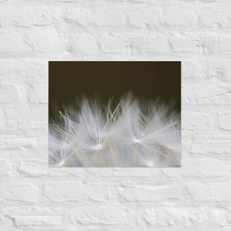 Dandelion 5 Poster - Image 11