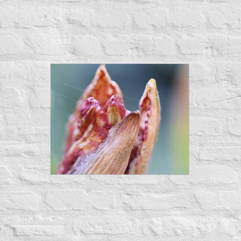 Macro Flower Bud Poster - Image 11