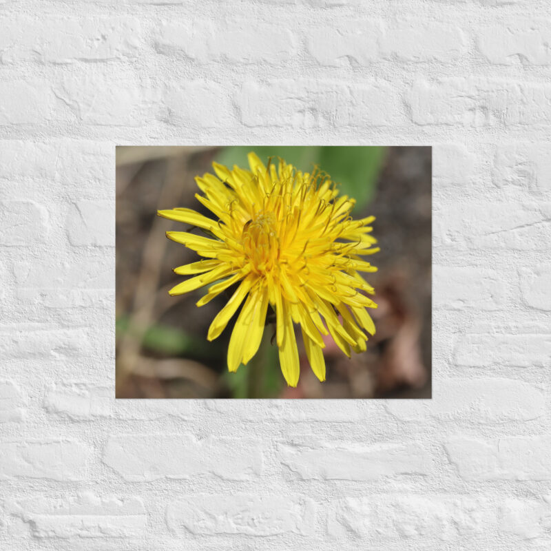 Dandelion flower Poster - Image 11