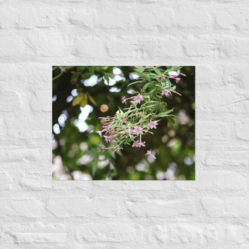 Honeysuckle Poster - Image 11