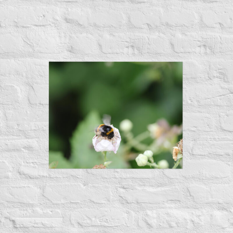 Bumble Bee Poster - Image 11