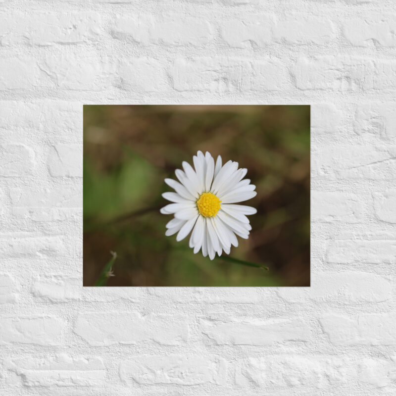 Daisy Poster - Image 11