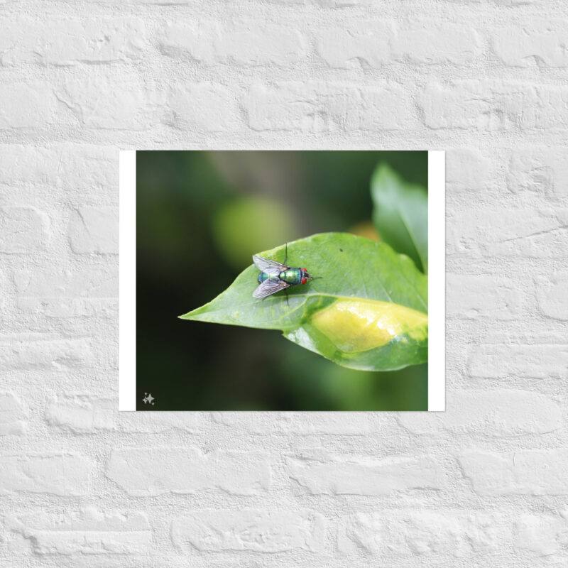 Bluebottle Fly on Leaf Poster - Image 8