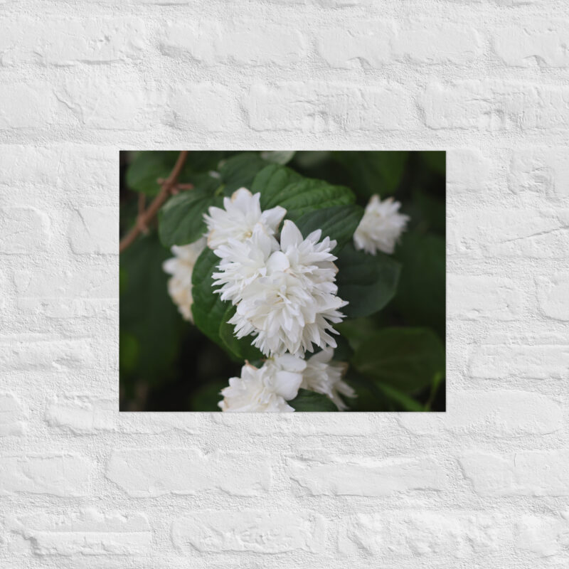 White Flower Poster - Image 8